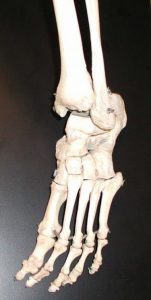 Travel Foot bones